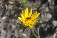 Cullumia setosa