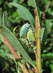 Chlorophanus vittatus