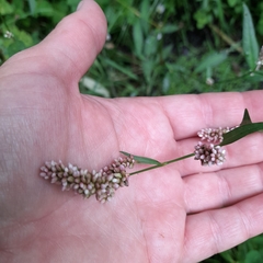 Persicaria