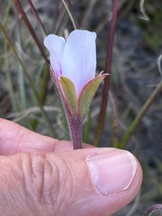 Pelargonium elegans