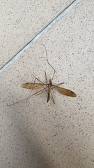 Tipula