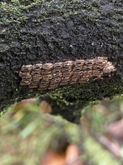 Lycorma delicatula