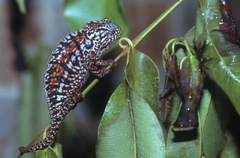 Furcifer lateralis
