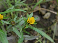 Bidens hyperborea