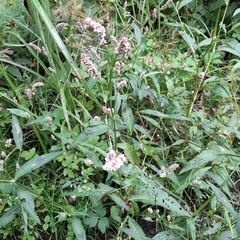 Persicaria