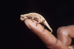 Brookesia thieli