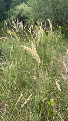 Calamagrostis