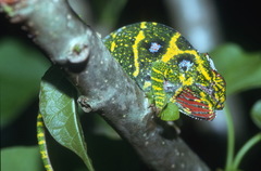 Furcifer minor