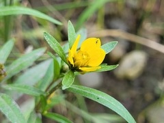 Bidens hyperborea