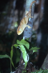 Calumma parsonii parsonii