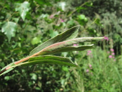 Rabdophaga terminalis