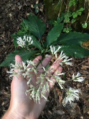 Eutrochium purpureum