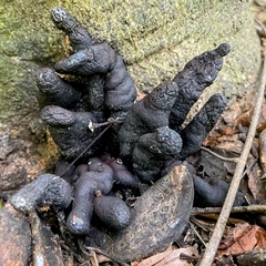 Xylaria polymorpha