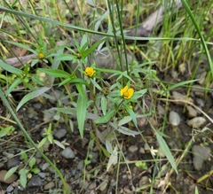 Bidens hyperborea