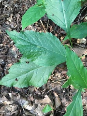 Eutrochium purpureum