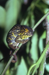 Furcifer willsii