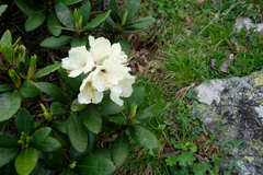 Rhododendron caucasicum