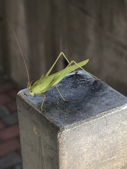 Phaneroptera falcata