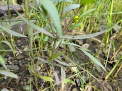 Bidens hyperborea