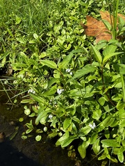 Myosotis scorpioides