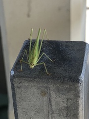 Phaneroptera falcata