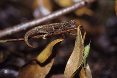 Brookesia thieli