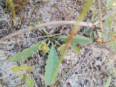 Euphorbia tuberosa