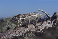 Furcifer verrucosus