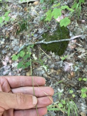 Melica smithii