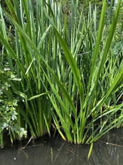 Sparganium americanum