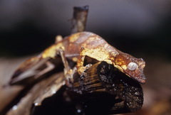 Uroplatus phantasticus