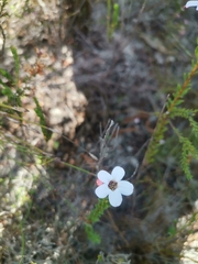 Adenandra