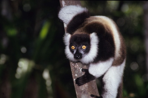 Black-and-white Ruffed Lemur