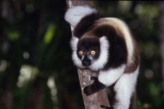 Varecia variegata