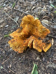 Hypomyces lactifluorum