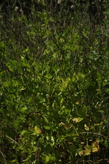 Galega orientalis