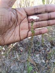 Adenandra