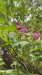 Impatiens glandulifera