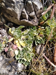 Saxifraga paniculata