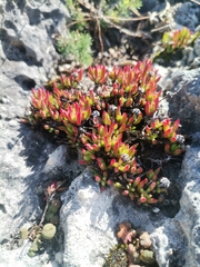 Lampranthus ceriseus