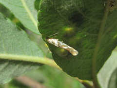 Argyresthia goedartella