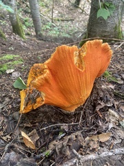 Hypomyces lactifluorum