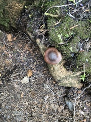 Deconica