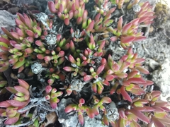 Lampranthus ceriseus