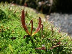 Drosera arcturi