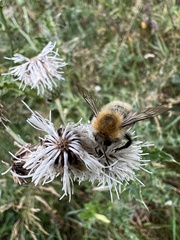 Bombus