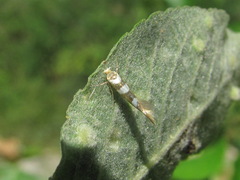 Argyresthia goedartella