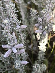 Indigofera brachystachya