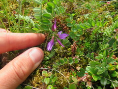 Astragalus alpinus