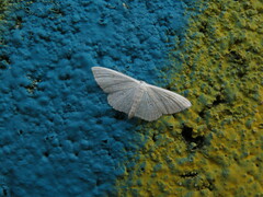 Sterrhinae